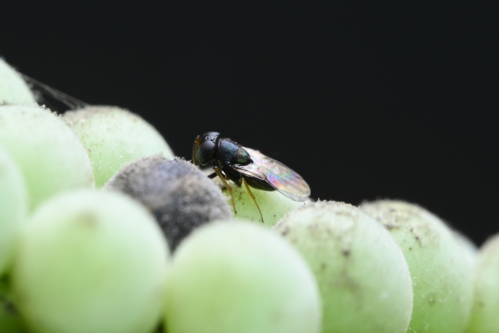 Ooencyrtus phongi