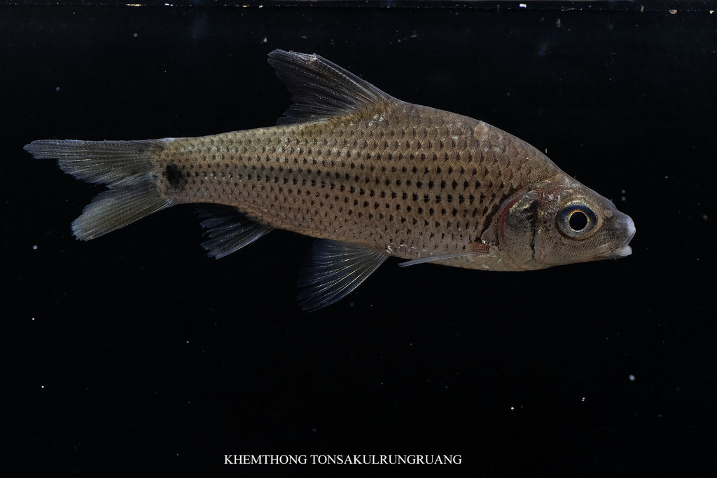 Cyclocheilichthys armatus