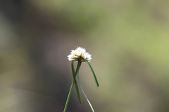 Cyperus seslerioides