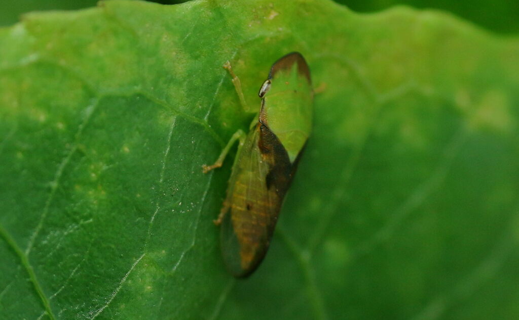 Thlasia signata
