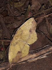 Antepione thisoaria