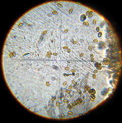 Psilocybe muliercula