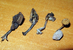 Psilocybe muliercula