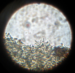 Psilocybe muliercula