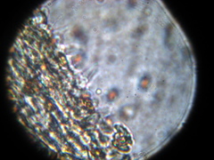 Psilocybe muliercula