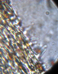 Psilocybe muliercula