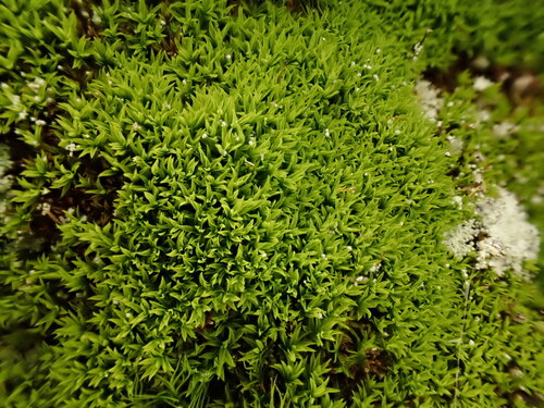 Anoectangium aestivum observed 2025-09-10