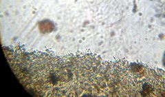 Psilocybe muliercula