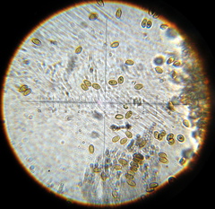 Psilocybe muliercula