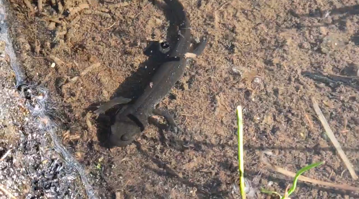 Chiala Mountain Salamander photo 4
