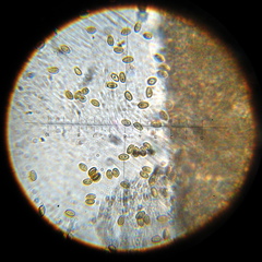 Psilocybe muliercula