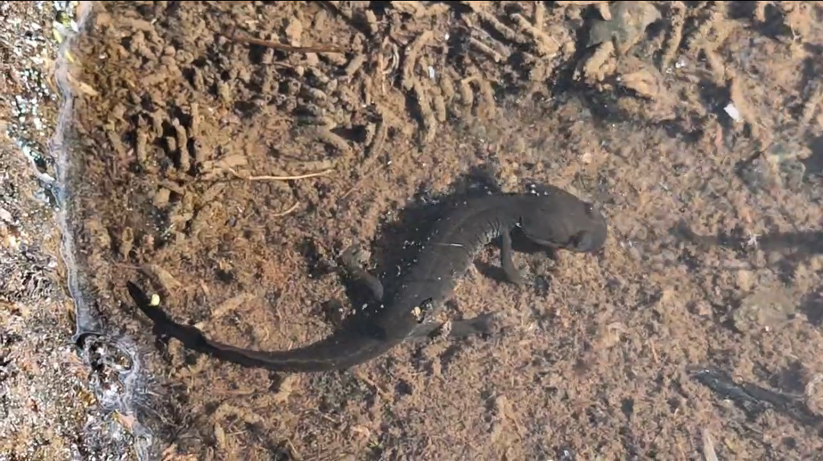 Chiala Mountain Salamander photo 2