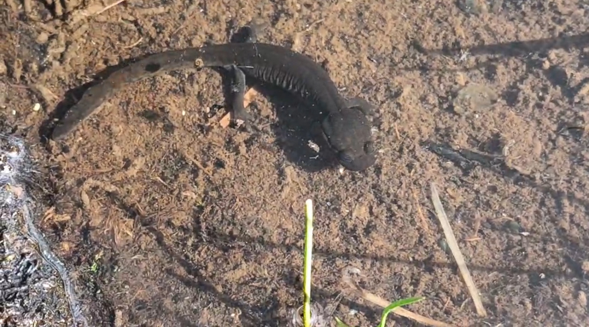 Chiala Mountain Salamander photo 3