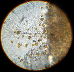 Psilocybe muliercula