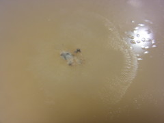 Psilocybe muliercula