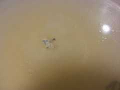 Psilocybe muliercula