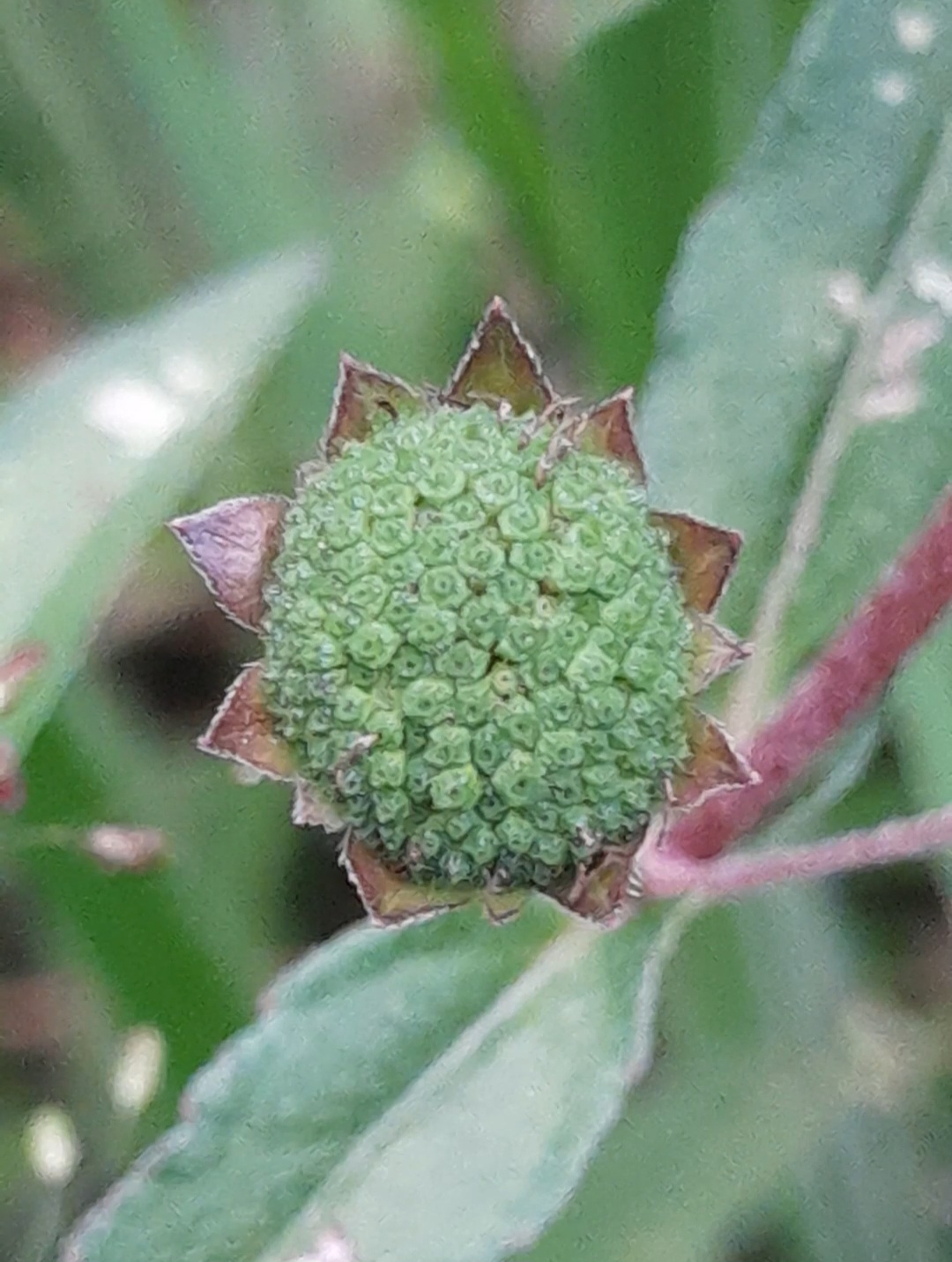 Eclipta prostrata