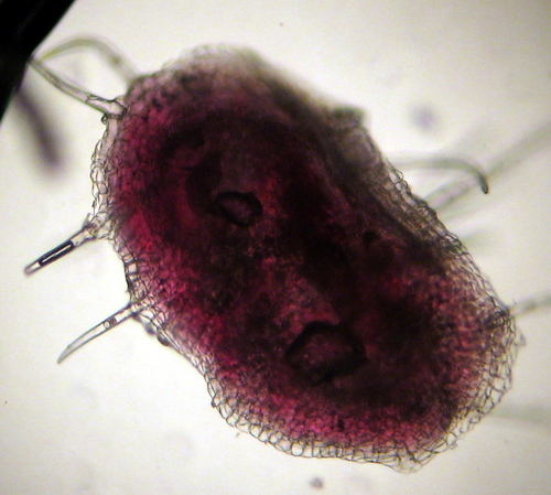 Poison Ivy Leaf Mite