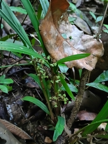 Calyptrocarya glomerulata (Calyptrocarya glomerulata)
