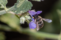 Pseudoanthidium repetitum