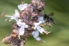Pseudoanthidium repetitum