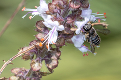 Pseudoanthidium repetitum