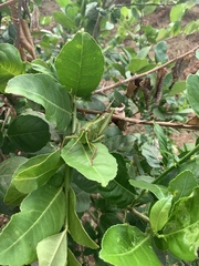 Chondracris bengalensis