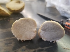 Rhizopogon maculatus