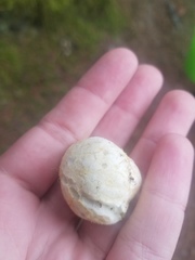 Rhizopogon maculatus