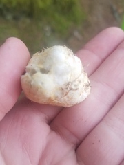 Rhizopogon maculatus