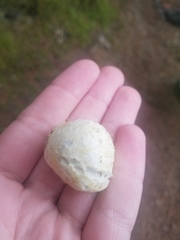 Rhizopogon maculatus