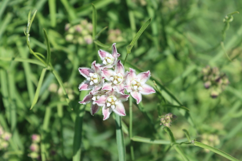 Funastrum heterophyllum, photograph 2