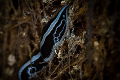 Newzealandia