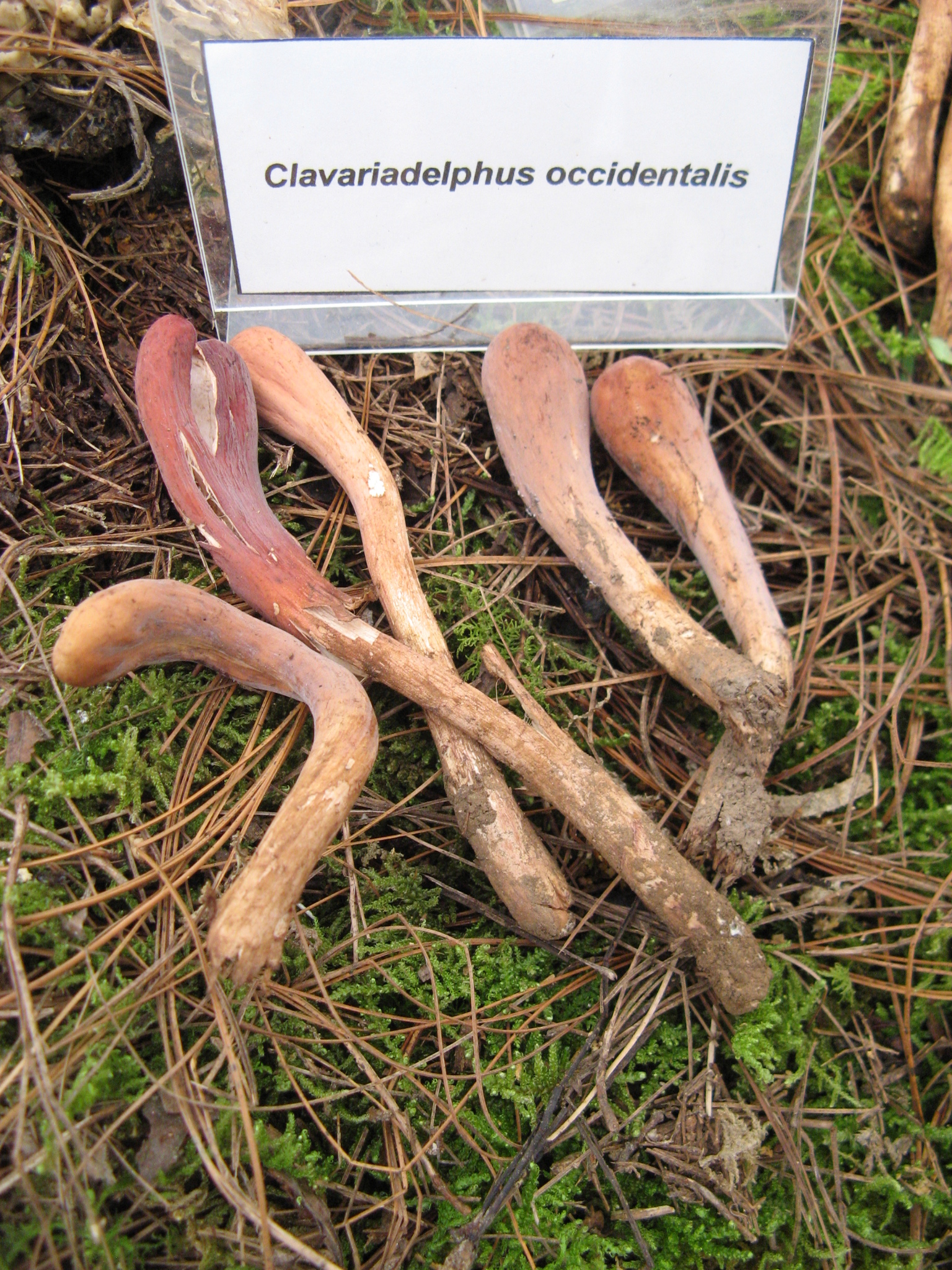 Clavariadelphus fasciculatus image
