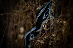 Newzealandia