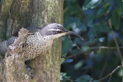 Ptiloris paradiseus