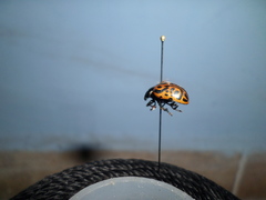 Calligrapha mexicana