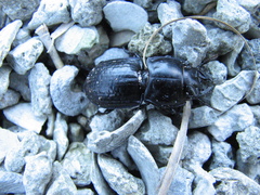 Pasimachus sublaevis