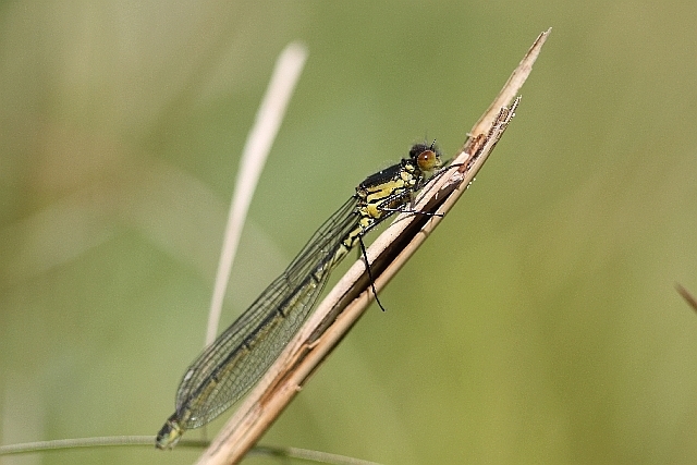 Red-eyed Damselfly