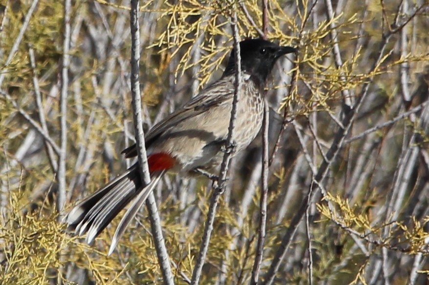 Bulbul cafre