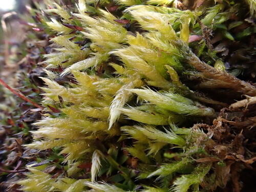 Brachythecium turgidum, 2025-09-11
