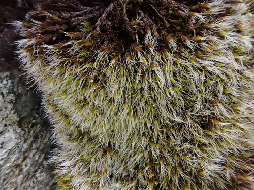 Grimmia elatior observed 2025-09-11