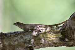 Anolis jubar oriens