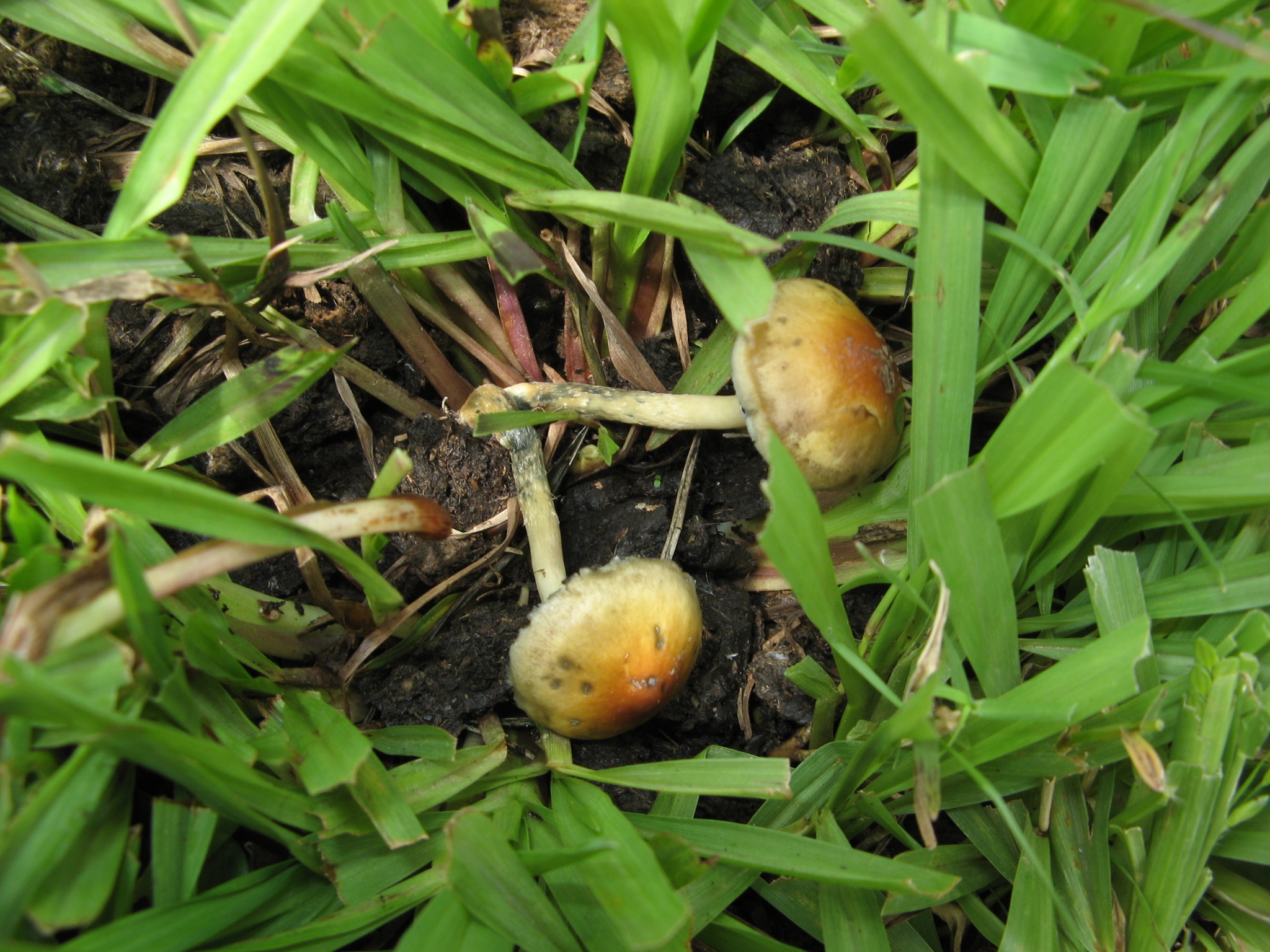 Psilocybe cubensis image