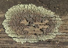 Protoparmeliopsis muralis