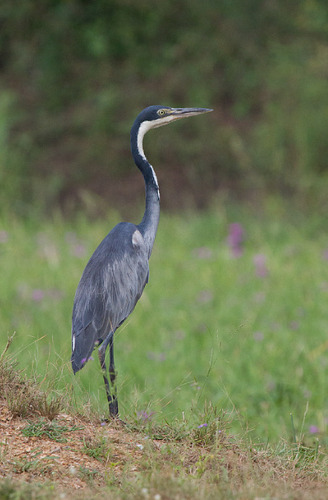 Black-headed Heron