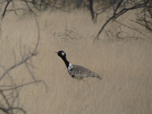 Northern Black Korhaan