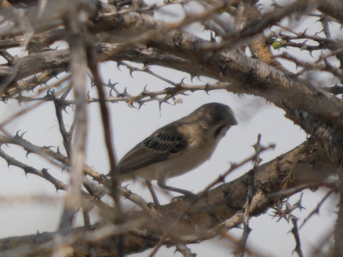 Scaly Weaver