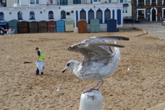 Larus argentatus