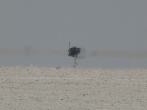 Common Ostrich